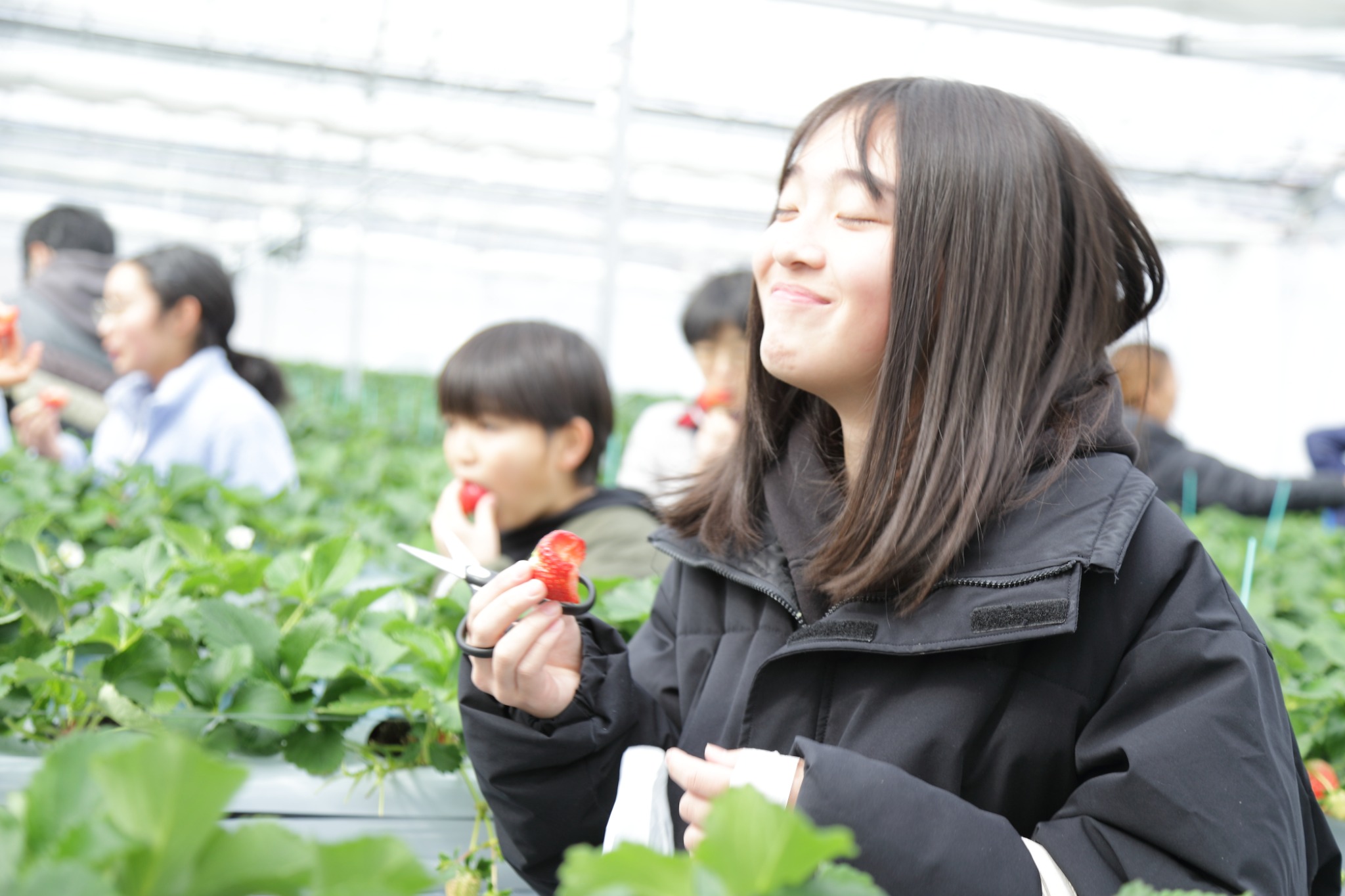 いちごを楽しむ来場者