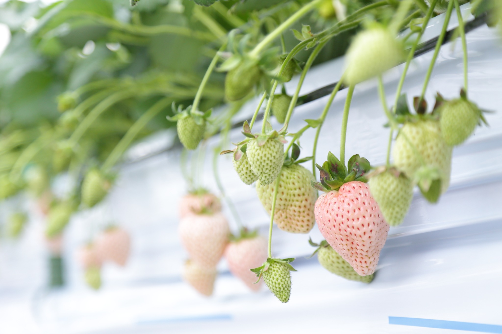 白いちごのクローズアップ